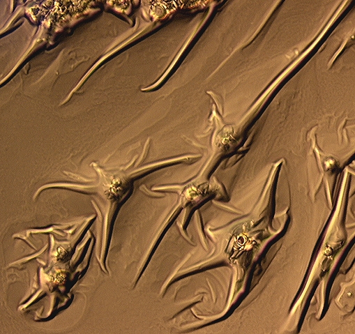 Some macrophotography of nature (microscope and macro lenses)