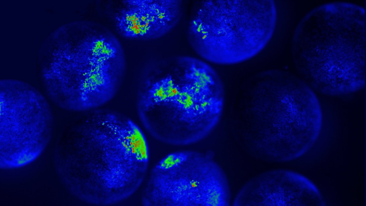 What groups of embryos know: toward a hyper-developmental biology