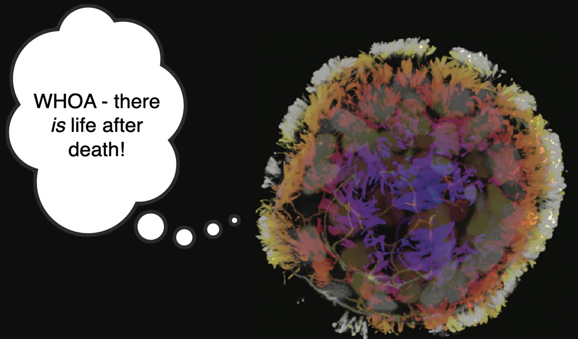 Anthrobots: age reversal, ancient genes, and what new beings are telling us about genetics and evolution