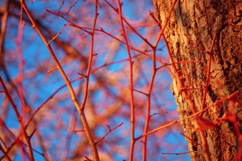 100 (1) (1) (1) (1) (1)