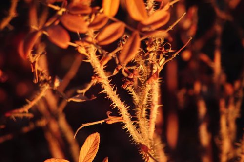 102 (1) (1) (1) (1) (1) (1)