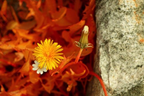 29 (1) (1) (1) (1) (1)