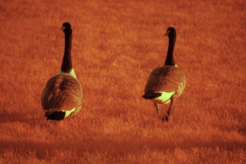 61 (1) (1) (1) (1) (1)