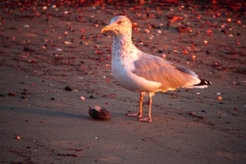 65 (1) (1) (1) (1) (1)