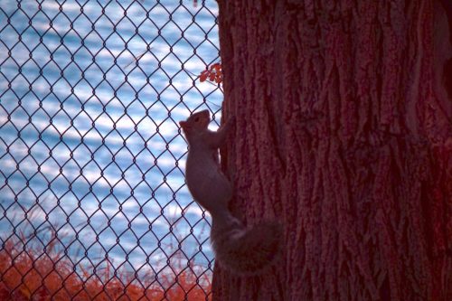 83 (1) (1) (1) (1) (1)