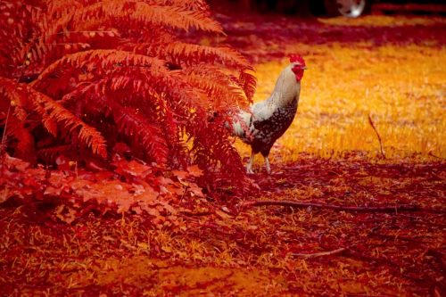 DSC06863-Resized (1)