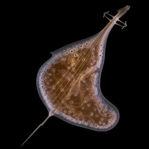 a paramecium in the shape of a violin .jpg